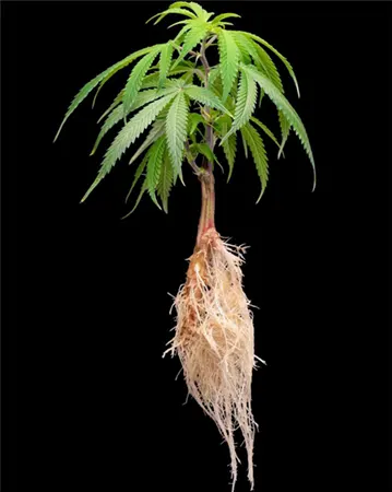 Hemp Plant Roots